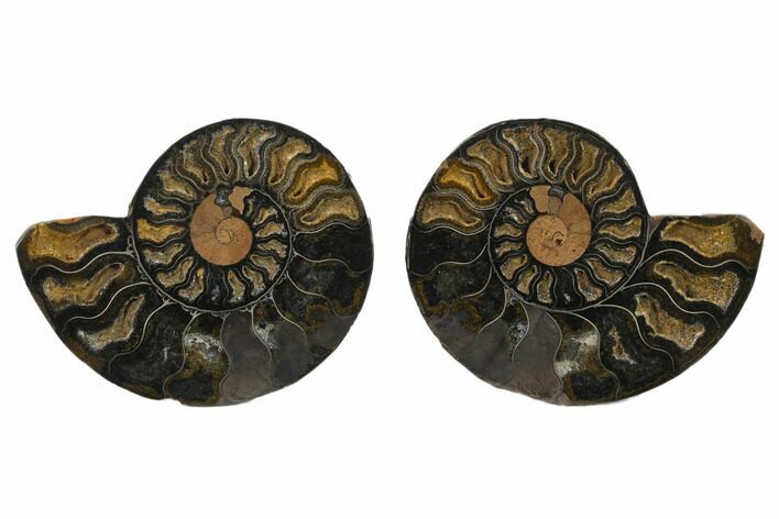 Cut/Polished Ammonite Fossil - Unusual Black Color #132569